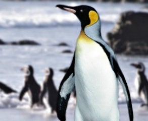 Emperor Penguin Demands More Smelt