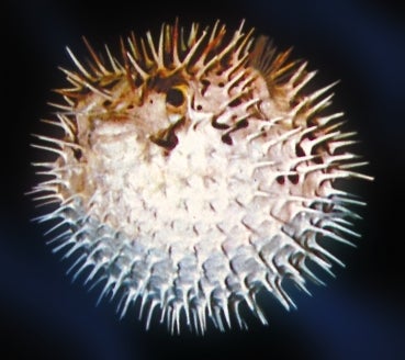 Another Pufferfish Dies Bitter And Friendless