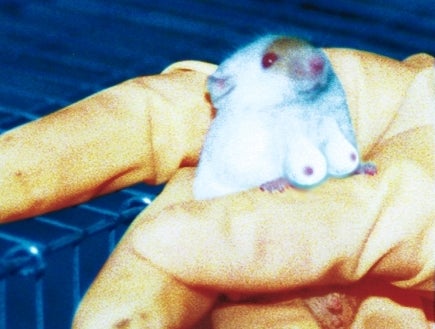 Breast Implants Found To Cause Problems In Laboratory Mice