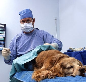 Study: U.S. Pets' Healthcare Better Than Rwandan Humans'