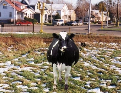 Animal-Rights Activists Release 71,000 Cows Into Wild