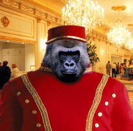 Majestic Lowland Gorilla Exploited For Comic Effect