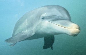 Dolphins Evolve Opposable Thumbs