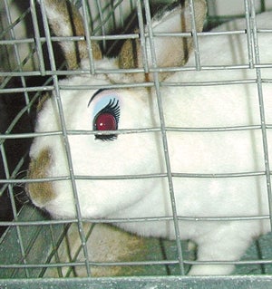 Lab Rabbit Strongly Recommends Cover Girl Waterproof Mascara For Sensitive Eyes