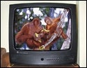 Ape Footage Causes Brief Three-And-A-Half-Minute Interruption In Channel-Surfing