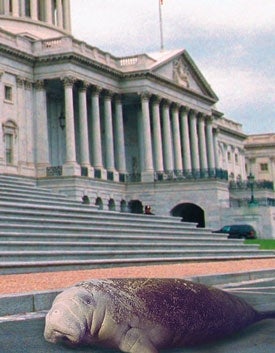 Endangered Manatee Struggles To Make Self Understood To Congress