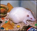 Obesity-Study Lab Rat's Life Pretty Sweet