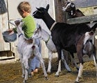 Petting-Zoo Goats Swarm Horrified 4-Year-Old