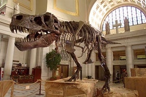 Creationist Museum Acquires 5,000-Year-Old T. Rex Skeleton