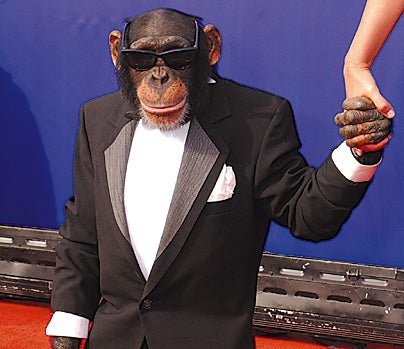 Chimp Actor Looking To Direct