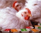 Genetically Modified Chicken Lays Its Own Dipping Sauce