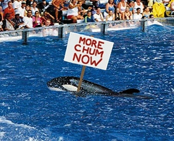 SeaWorld Whales Demand 10 Percent Chum Increase