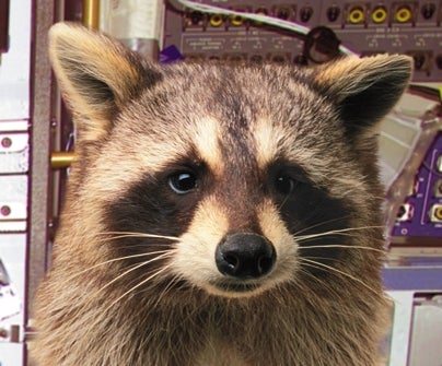 Mischievous Raccoon Wreaks Havoc On International Space Station