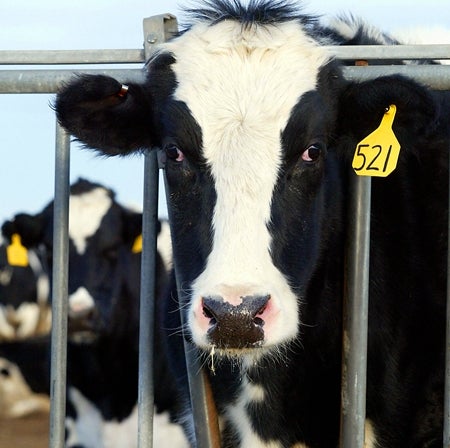 73 Percent Of U.S. Livestock Show Signs Of Clinical Depression