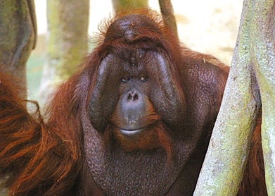 Zoo Orangutan Feels He Really Connected With Iowa Woman