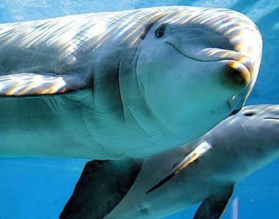 Homosexual Dolphin Has Highly Developed Sense Of Gay-Nar