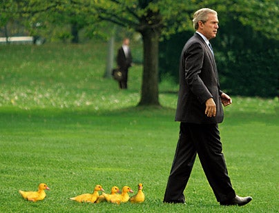 Bush Followed Everywhere By Line Of Baby Ducks