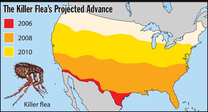 U.S. Dog Owners Fear Arrival Of Africanized Fleas