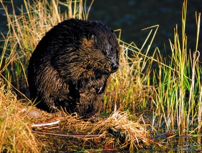 Beaver Can't Wait To Get Started On Dam