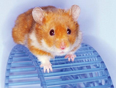 If Hamster Only Knew What Happened To Last Hamster