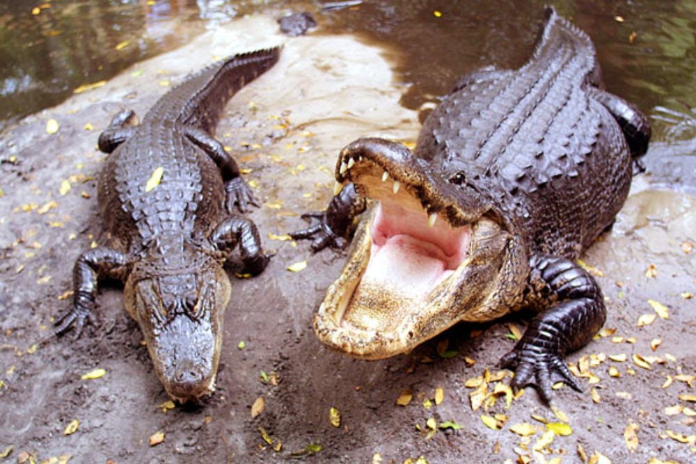 Study: Alligators Dangerous No Matter How Drunk You Are