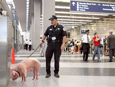 Airport Security Pig Finds Concealed Truffles