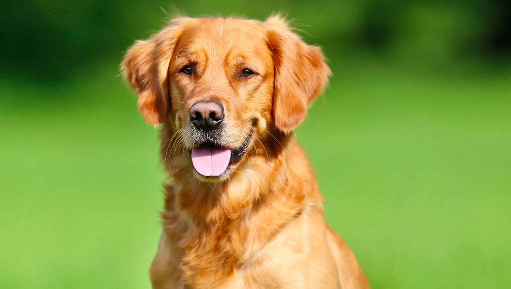 Hero Dog Fills Out Hospital Paperwork