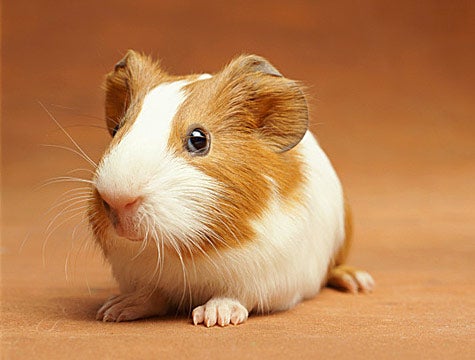 Guinea Pig Returned For Store Credit