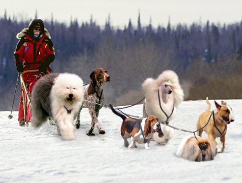 Westminster Dog Show Finalists Form Elite Iditarod Team