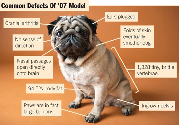 Dog Breeders Issue Massive Recall Of '07 Pugs