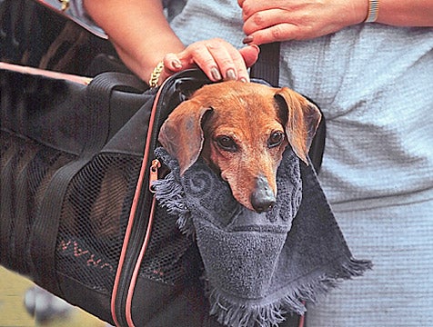 Dog In Purse Stares Longingly At Dog In Yard