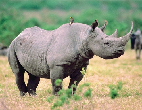 Rhino, Tickbird Stuck In Dead-End Symbiotic Relationship