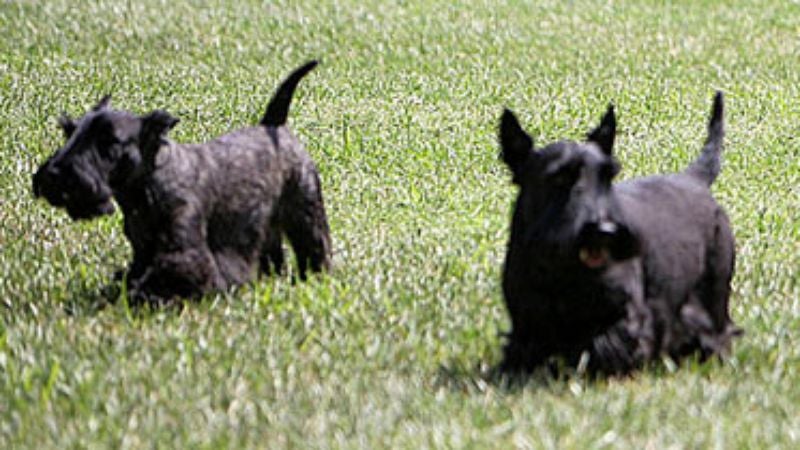 Manny Ramirez Plays With Bush Family Dogs During Red Sox's Entire White House Visit