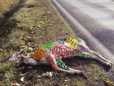 Dead Deer By Side Of Road Covered In Graffiti