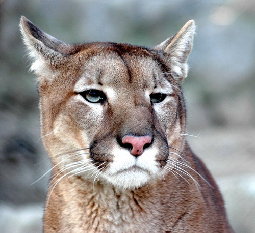 Brave Mountain Lion Fends Off Group Of Hikers