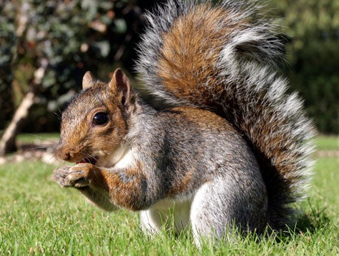 Offbeat Squirrel In Park Garnering Cult Following