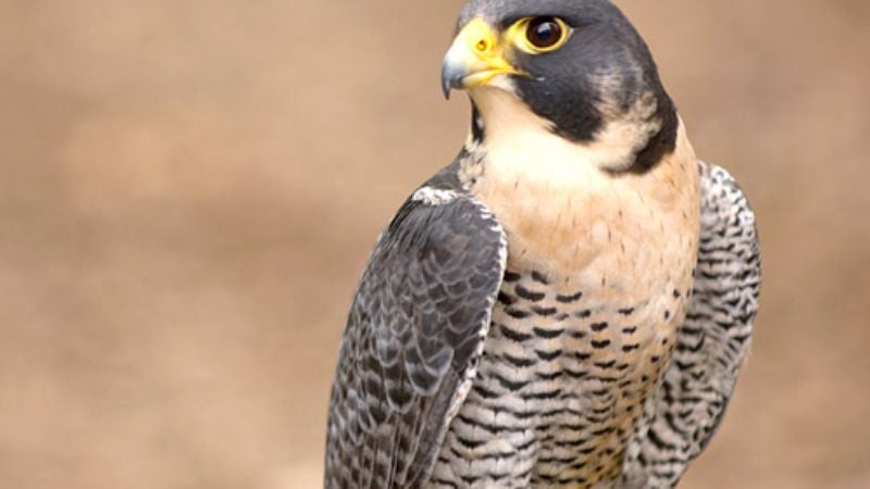 Peregrine Falcon Acting Pretty Cocky Since Being Taken Off Endangered Species List