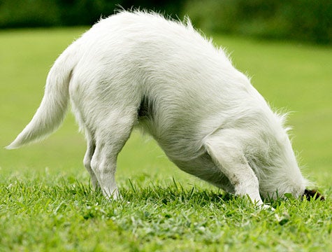 New Dog Digs Up Old Dog