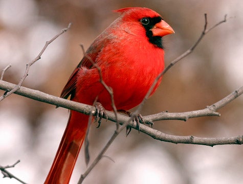 Area Bird Creeped Out By Bird Watcher