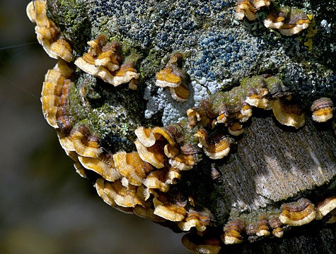 Unusually Level-Headed, Charismatic Lichen Species Named After Obama