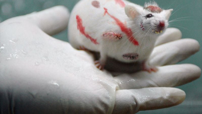 Underfunded Scientists Force Lipstick-Covered Rat With Cancer To Run Through Maze