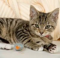 Pet Owner Not Bothering To Neuter Loser Cat