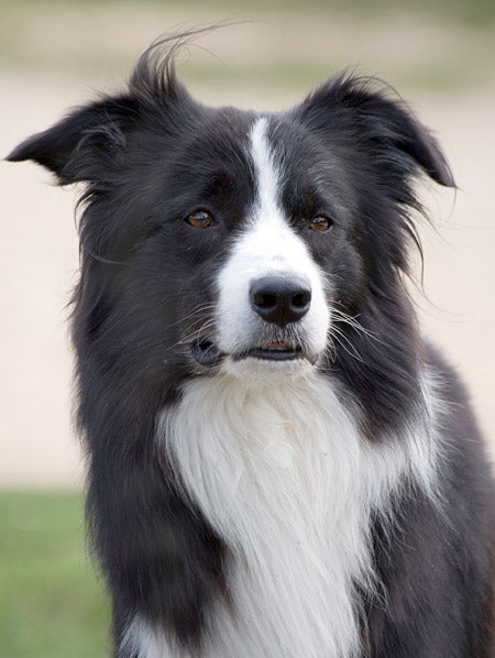 Dog Humiliated In Front Of Entire Park