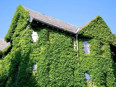 Ivy-Covered Home Like That On Inside Too