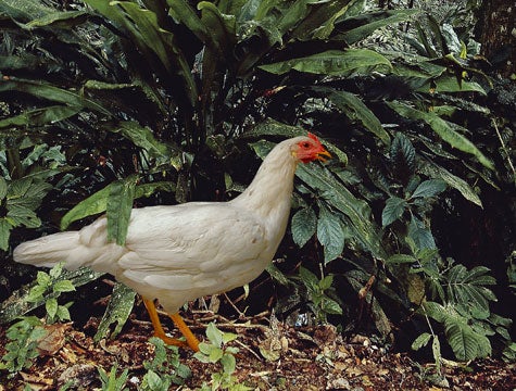 Free-Range Chicken Makes It To Bolivia