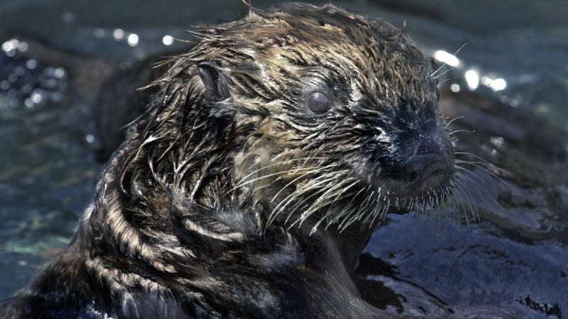 Shell Executives Accuse Oil-Covered Otter Of Playing It Up