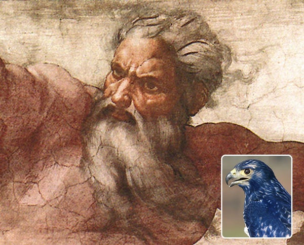 God Introduces New Bird