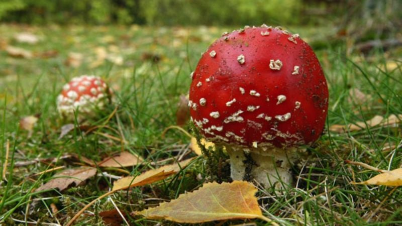 Deaths Of 550,000 Confirm Which Mushrooms Are Okay To Eat