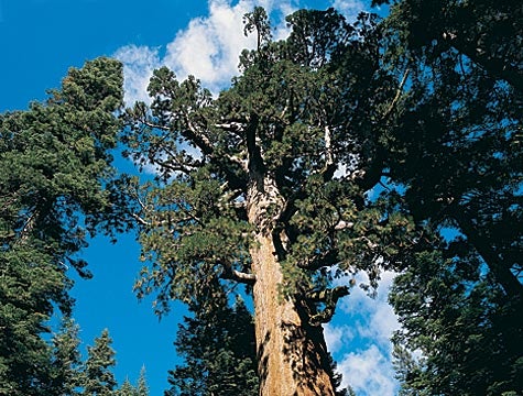 Redwood Tree Completes 300-Year Plan To Lean Slightly To Left