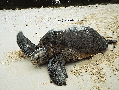 Nesting Sea Turtle Escorted From Private Beach